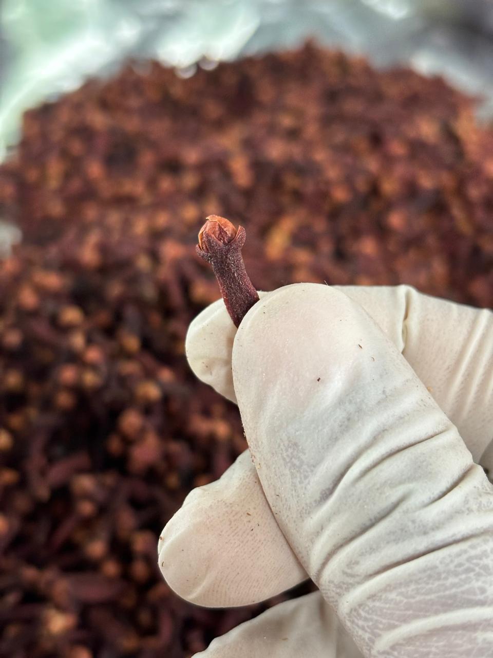 Ceylon Organic Cloves
